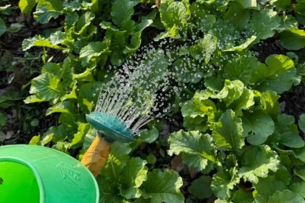 娃娃菜过多久会发芽出土，播种后经过5天左右就会发芽