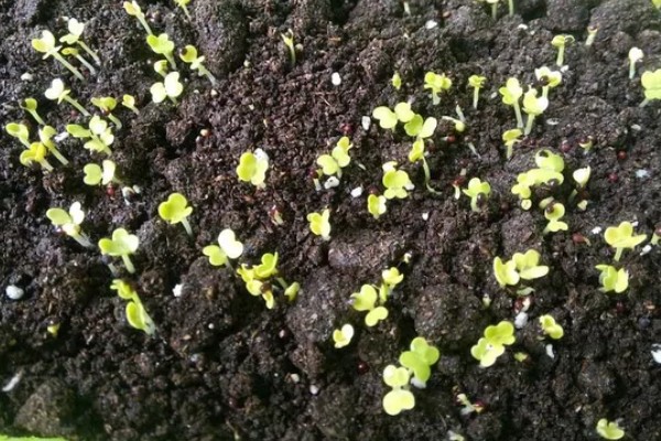 娃娃菜过多久会发芽出土，播种后经过5天左右就会发芽