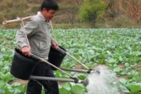 娃娃菜过多久会发芽出土，播种后经过5天左右就会发芽