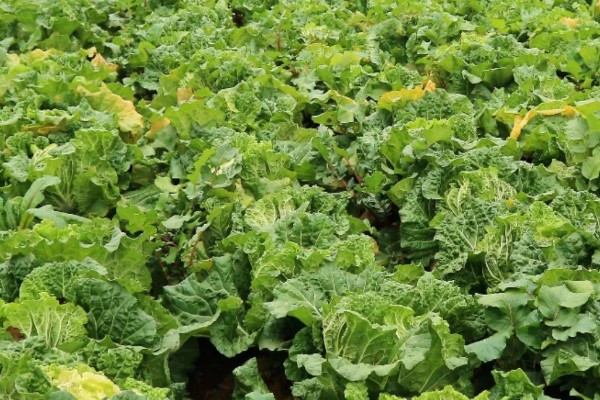 娃娃菜过多久会发芽出土，播种后经过5天左右就会发芽