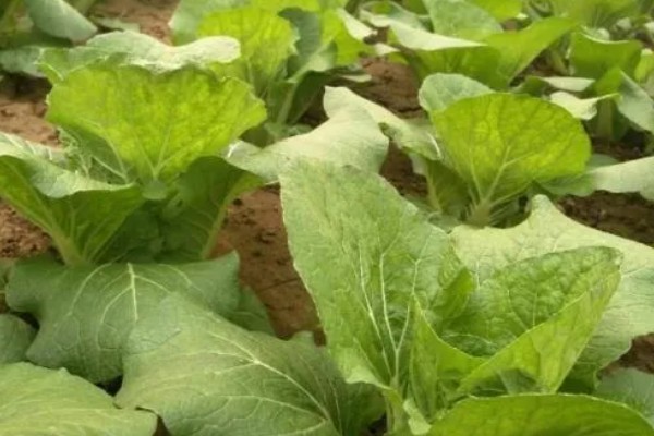 娃娃菜过多久会发芽出土，播种后经过5天左右就会发芽