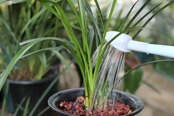 兰花怎样养，可以每隔2-3浇水一次