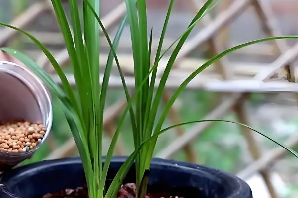 兰花怎样养，可以每隔2-3浇水一次