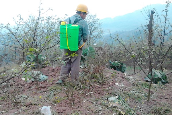 花椒地里可以打什么除草剂，可以打西马津、利谷隆等