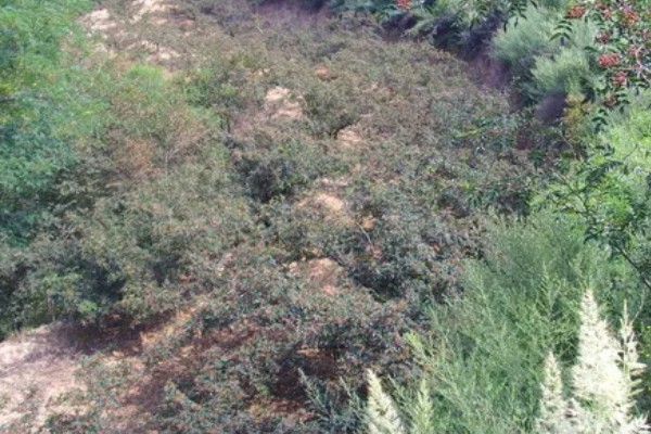 花椒地里可以打什么除草剂，可以打西马津、利谷隆等