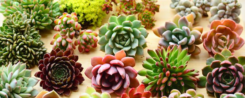 多肉萎蔫的原因，浇水过多会受涝