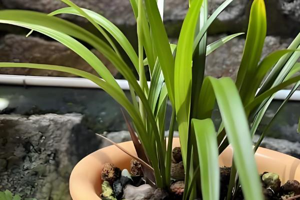 兰花怎样养，可以每隔2-3浇水一次