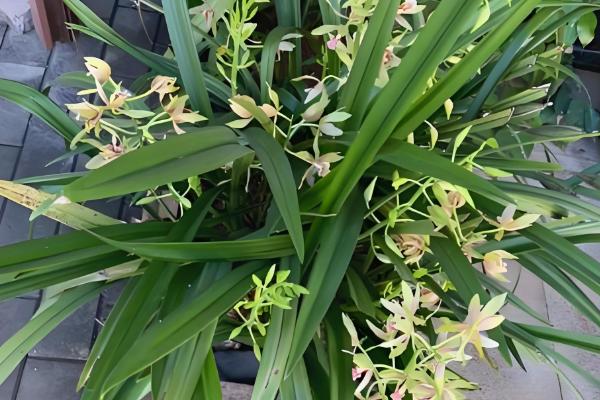 兰花怎样养，可以每隔2-3浇水一次