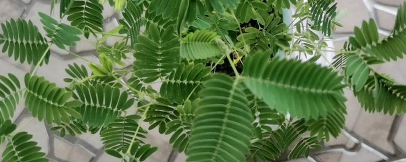 含羞草有没有毒，有毒但毒性很小