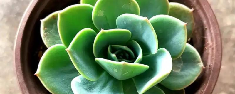 宝石花的花语，花语是平安吉祥、永不凋谢的爱、顽强坚韧