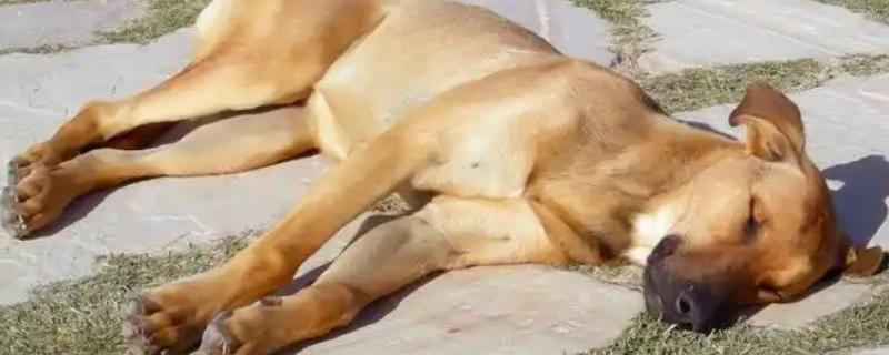 夏天狗狗中暑怎么办，需要立即给它降温处理