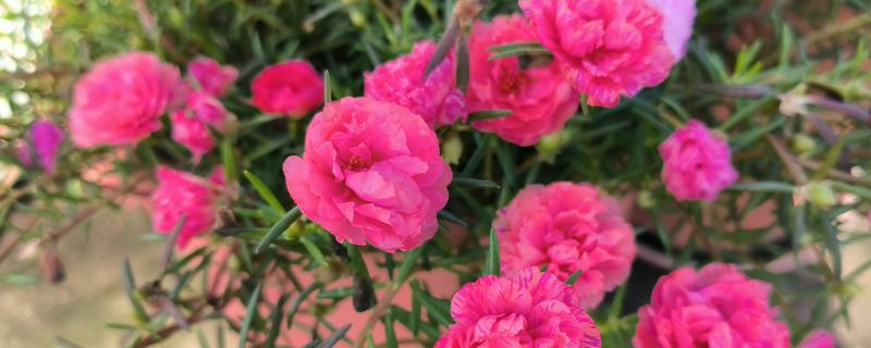 宿根太阳花要修剪吗,过冬需要修剪