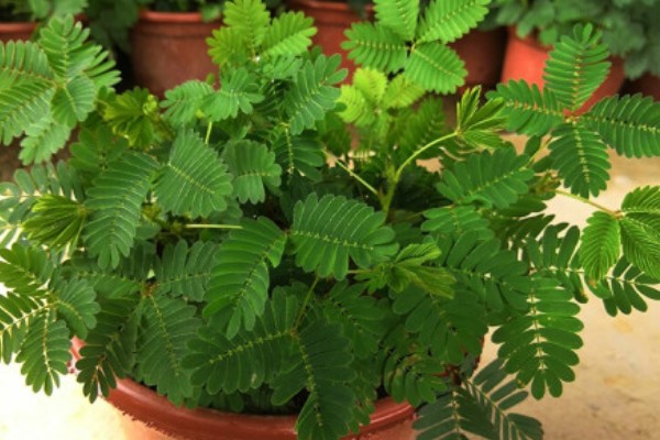 含羞草有没有毒，有毒但毒性很小