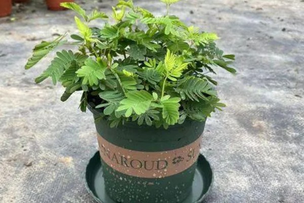 含羞草有没有毒，有毒但毒性很小