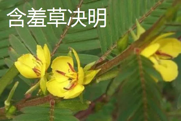 含羞草有没有毒，有毒但毒性很小