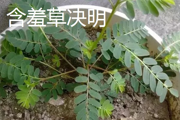含羞草有没有毒，有毒但毒性很小