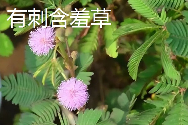 含羞草有没有毒，有毒但毒性很小