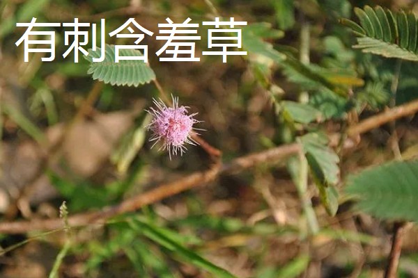 含羞草有没有毒，有毒但毒性很小