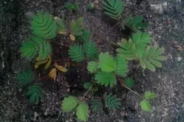 含羞草有没有毒，有毒但毒性很小