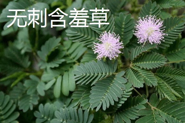 含羞草有没有毒，有毒但毒性很小