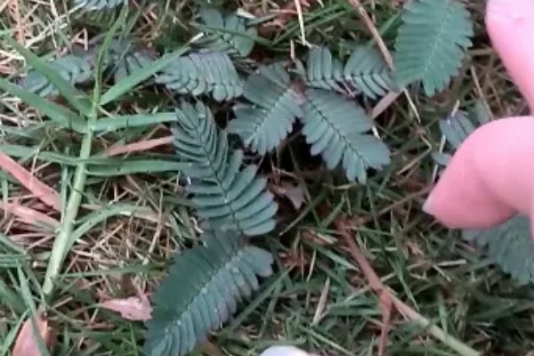 含羞草有没有毒，有毒但毒性很小