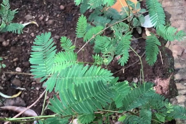 含羞草有没有毒，有毒但毒性很小