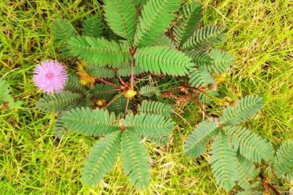 含羞草有没有毒，有毒但毒性很小