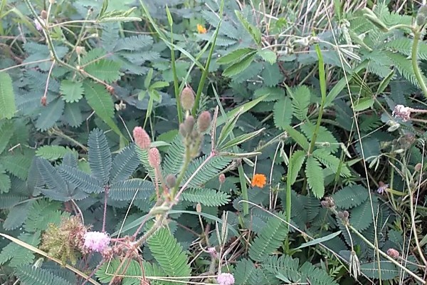 含羞草有没有毒，有毒但毒性很小