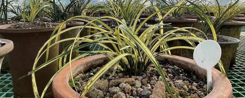 惠兰怎么养殖,夏季遮光率需达到80%以上