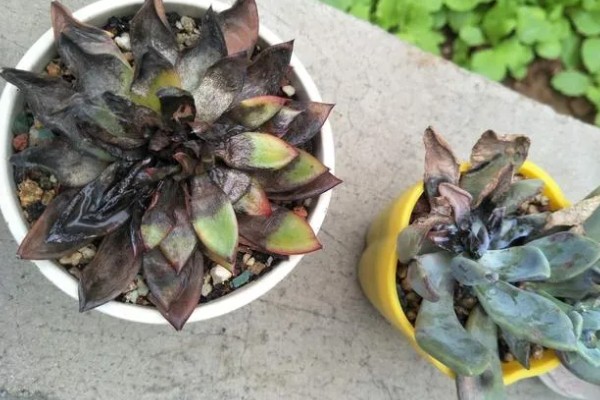 多肉萎蔫的原因，浇水过多会受涝