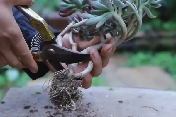 多肉萎蔫的原因，浇水过多会受涝