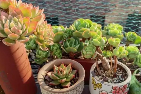 多肉萎蔫的原因，浇水过多会受涝