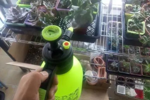 多肉萎蔫的原因，浇水过多会受涝