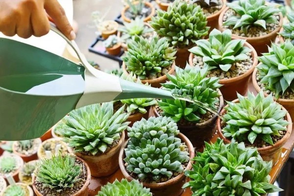 多肉萎蔫的原因，浇水过多会受涝