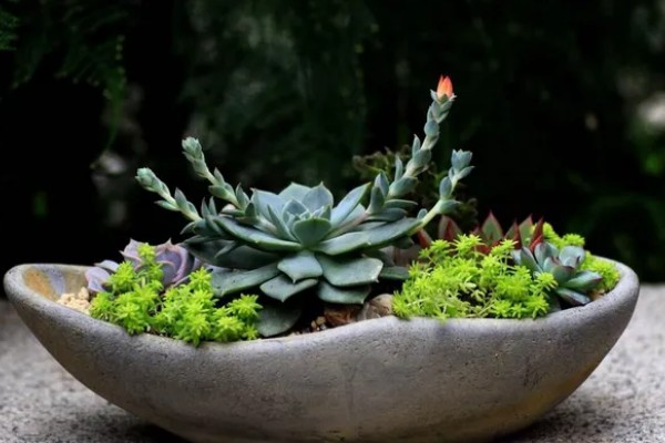 多肉萎蔫的原因，浇水过多会受涝