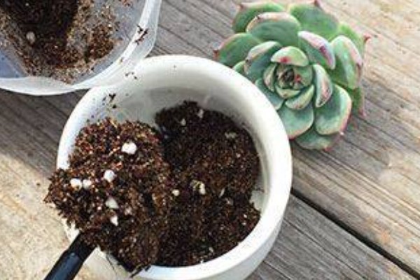 多肉萎蔫的原因，浇水过多会受涝