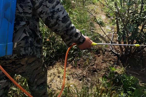 敌草胺的作用,可杀死萌芽期杂草