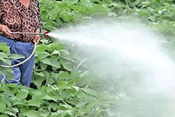 敌草胺的作用,可杀死萌芽期杂草