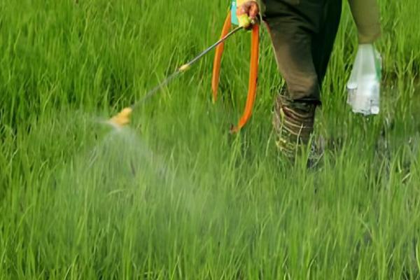 敌草胺的作用,可杀死萌芽期杂草