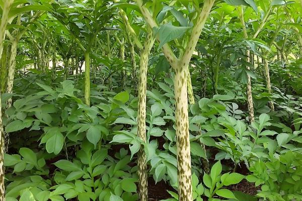 哪些地方种植魔芋，云南、陕西等省份广泛种植