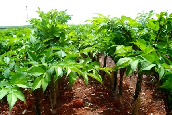 哪些地方种植魔芋，云南、陕西等省份广泛种植