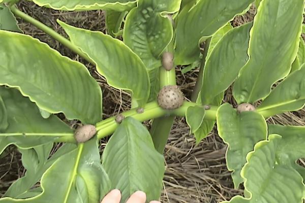 哪些地方种植魔芋，云南、陕西等省份广泛种植