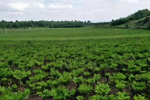 哪些地方种植魔芋，云南、陕西等省份广泛种植