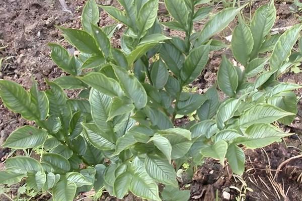 哪些地方种植魔芋，云南、陕西等省份广泛种植