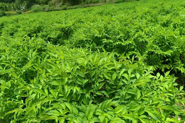 哪些地方种植魔芋，云南、陕西等省份广泛种植