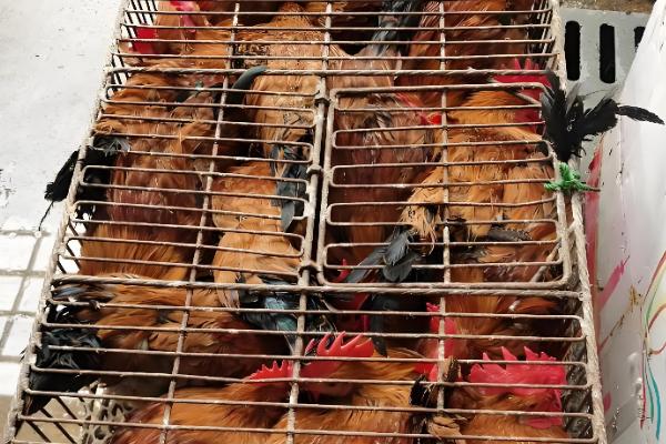 农村养鸡该往哪里销，可批发给菜市场