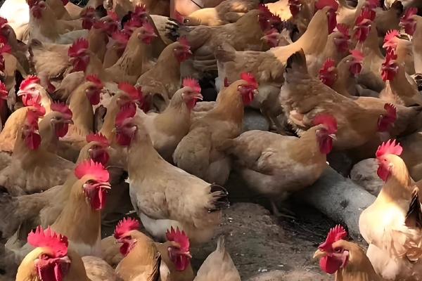 农村养鸡该往哪里销，可批发给菜市场