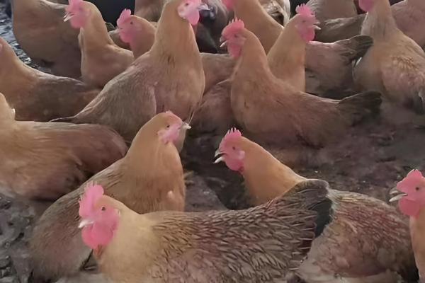 农村养鸡该往哪里销，可批发给菜市场