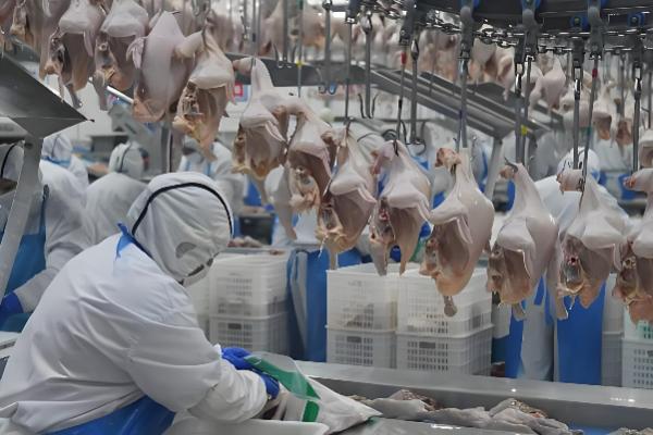 农村养鸡该往哪里销，可批发给菜市场