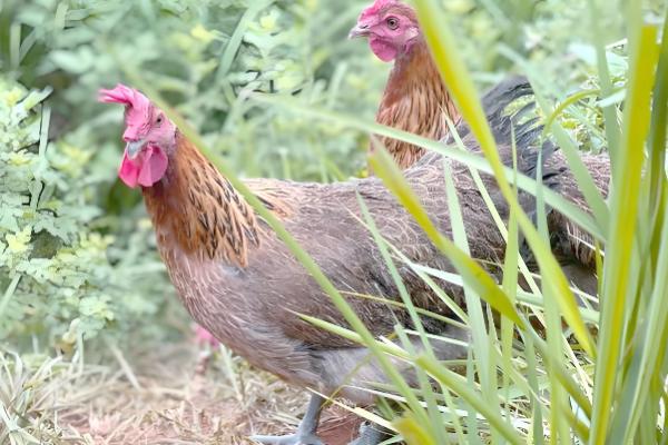 农村养鸡该往哪里销，可批发给菜市场